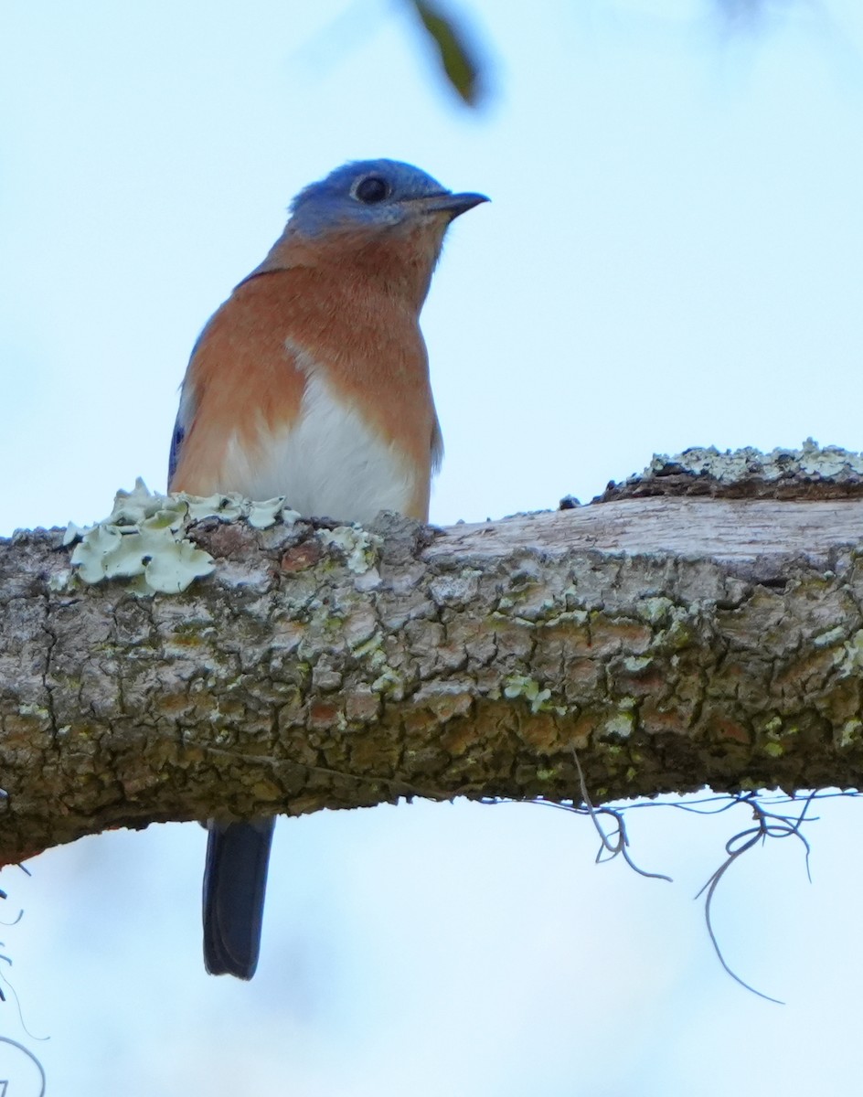 Eastern Bluebird - ML646384063