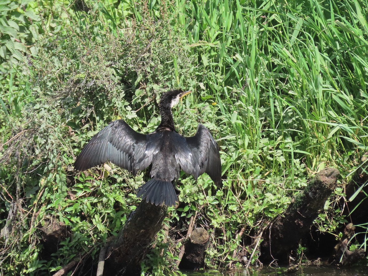 kortnebbskarv - ML646384064