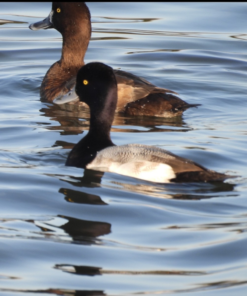 Greater/Lesser Scaup - ML646384065