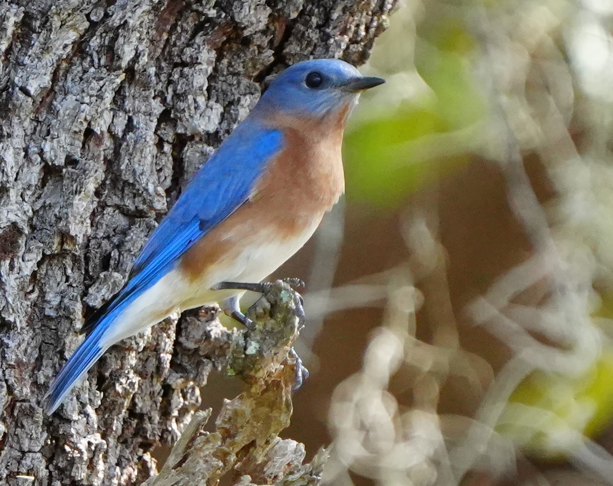Eastern Bluebird - ML646384068