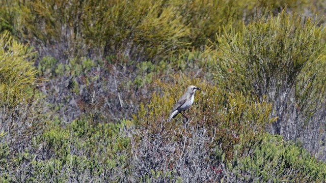 Tawny-crowned Honeyeater - ML646384069