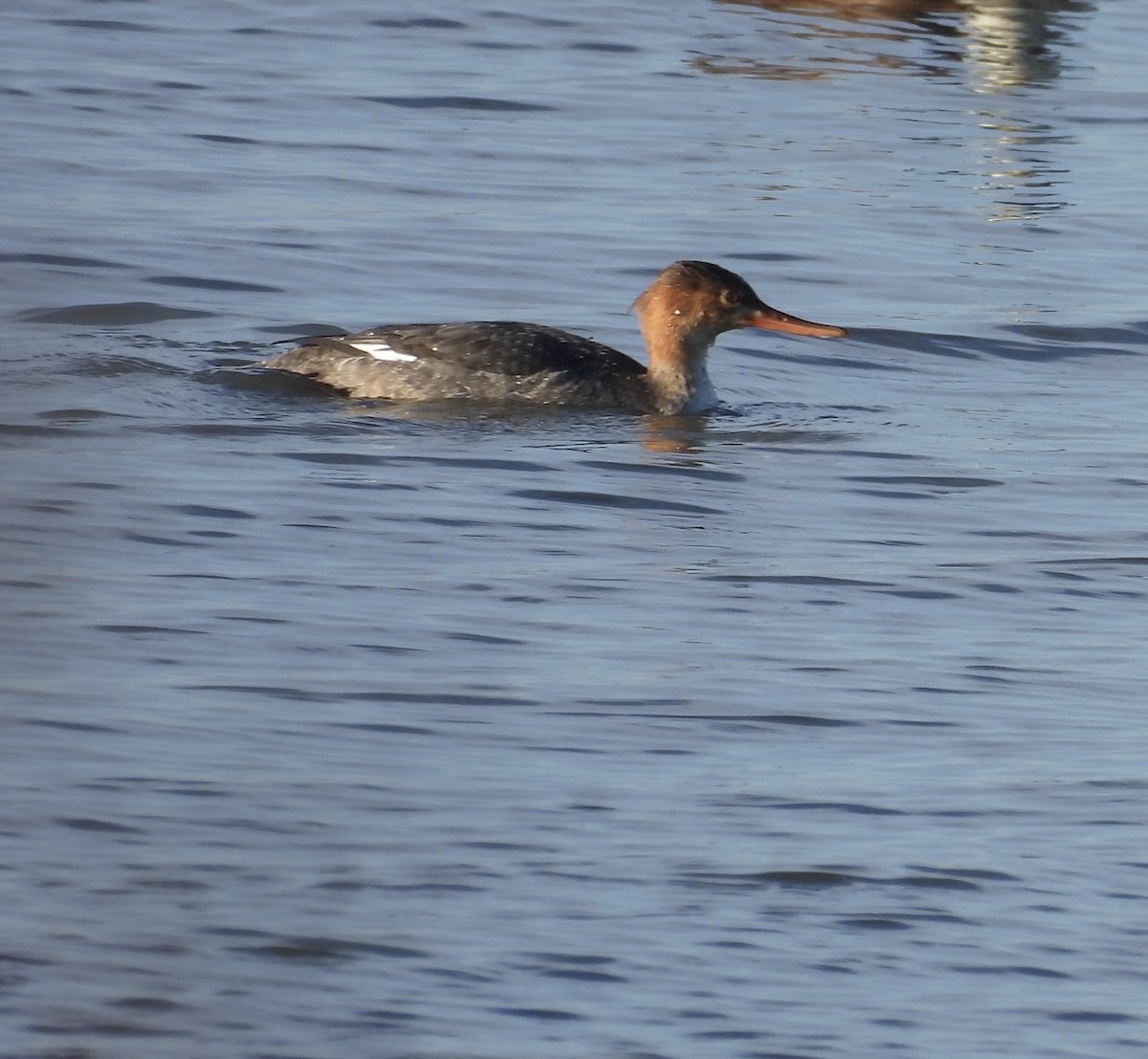 Common/Red-breasted Merganser - ML646384073