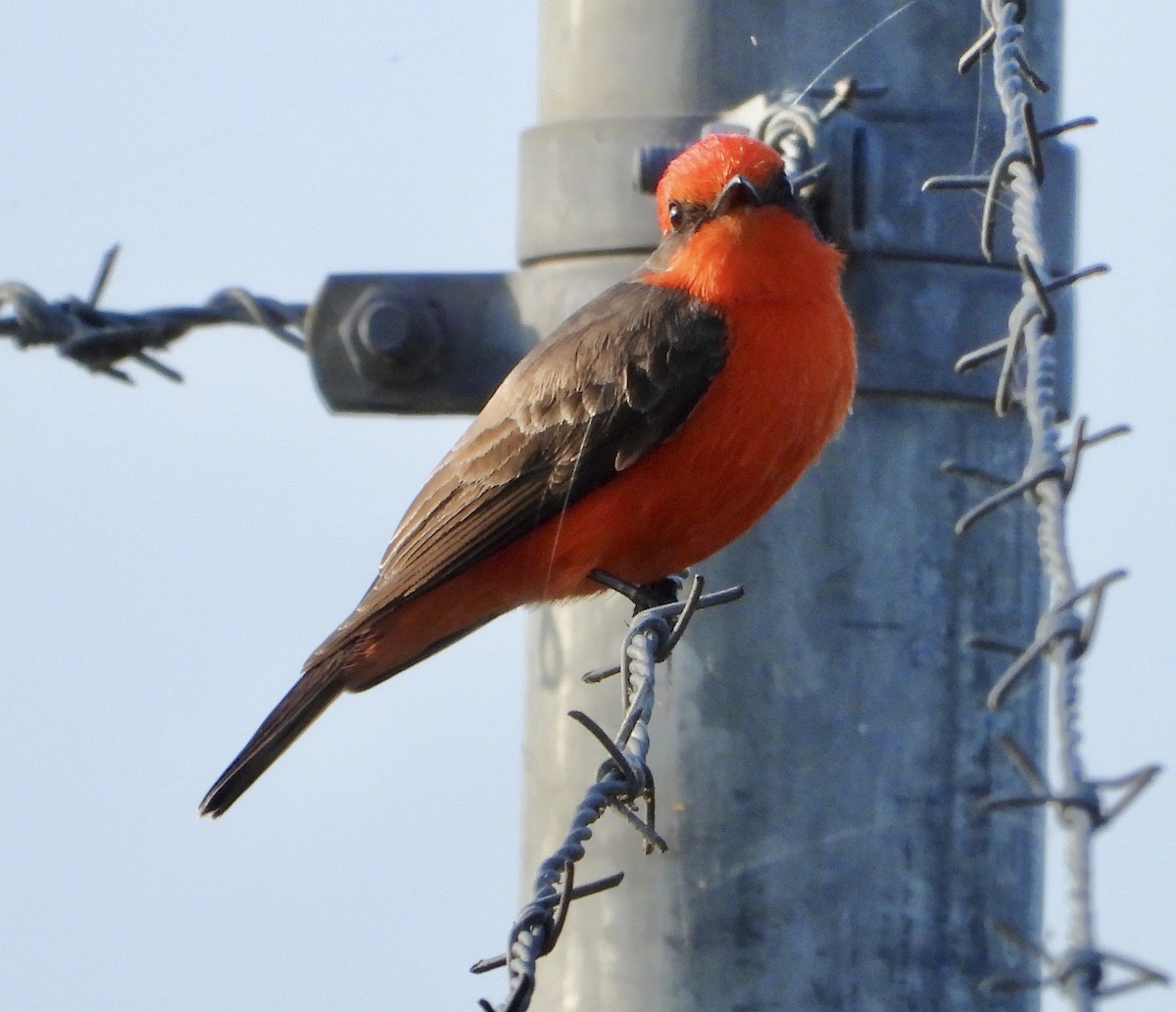 Vermilion Flycatcher - ML646384074