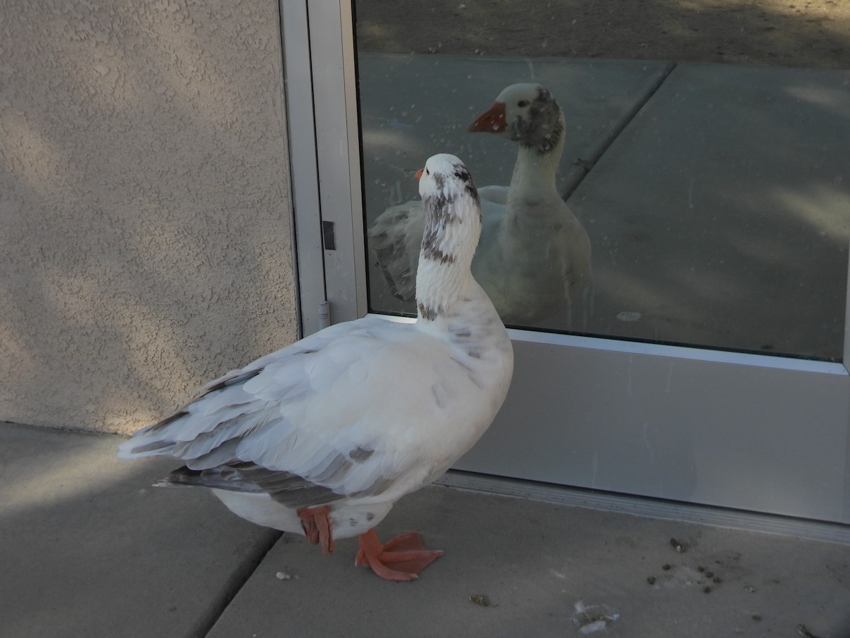 雁類 - ML646384075