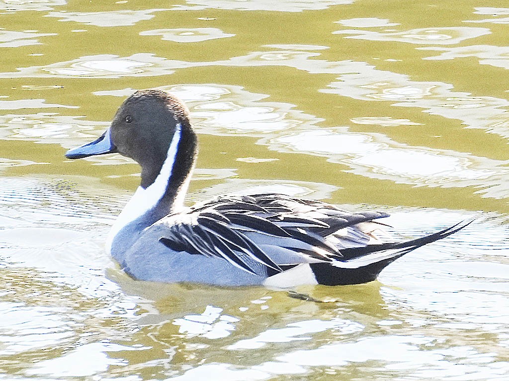 Ánade Rabudo - ML646384077