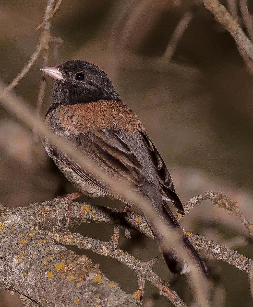 strnadec zimní - ML646384078