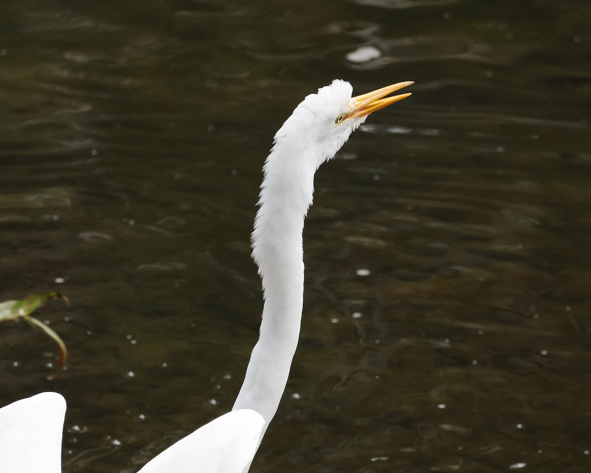 Koartza zuria - ML646384079