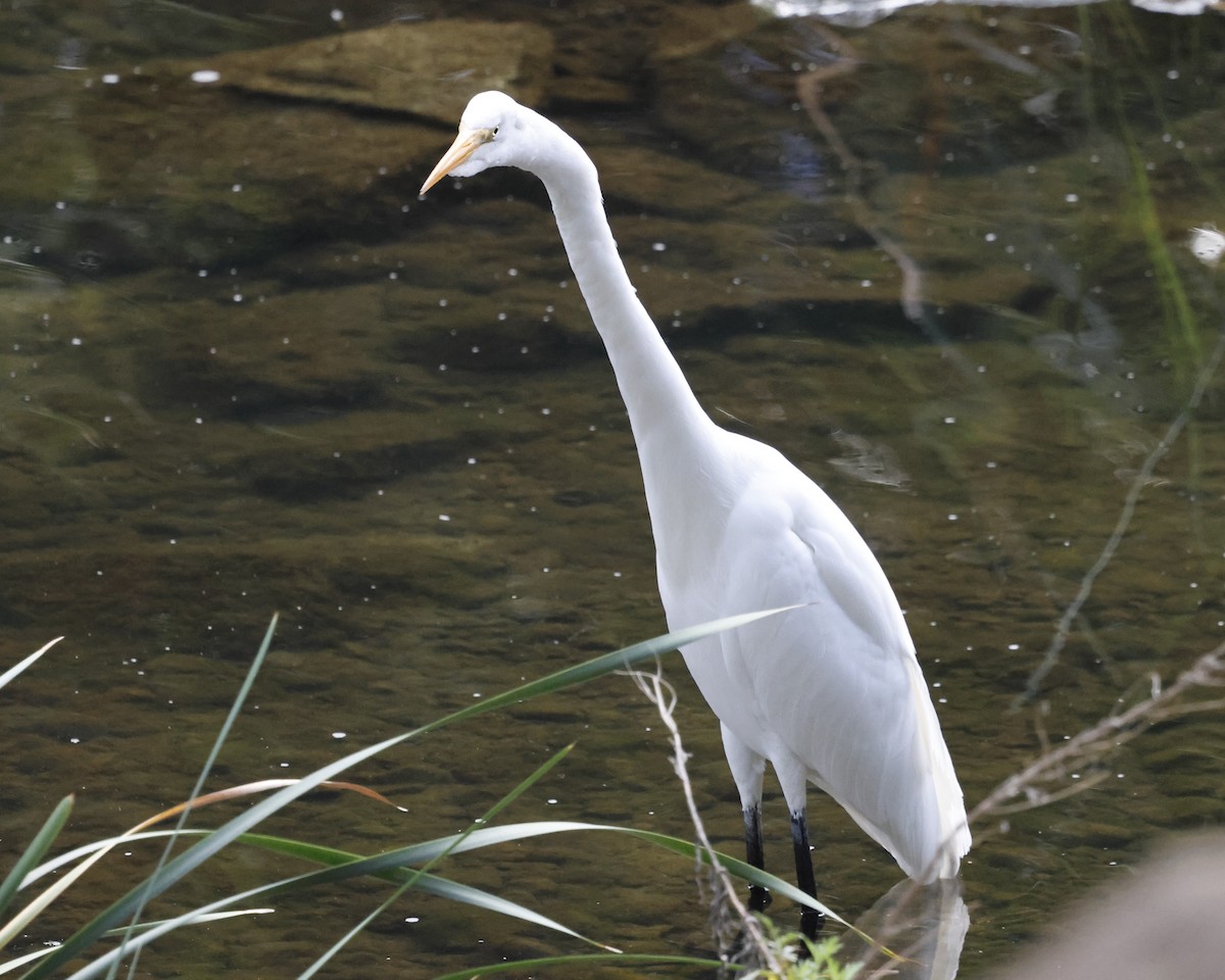 Koartza zuria - ML646384080