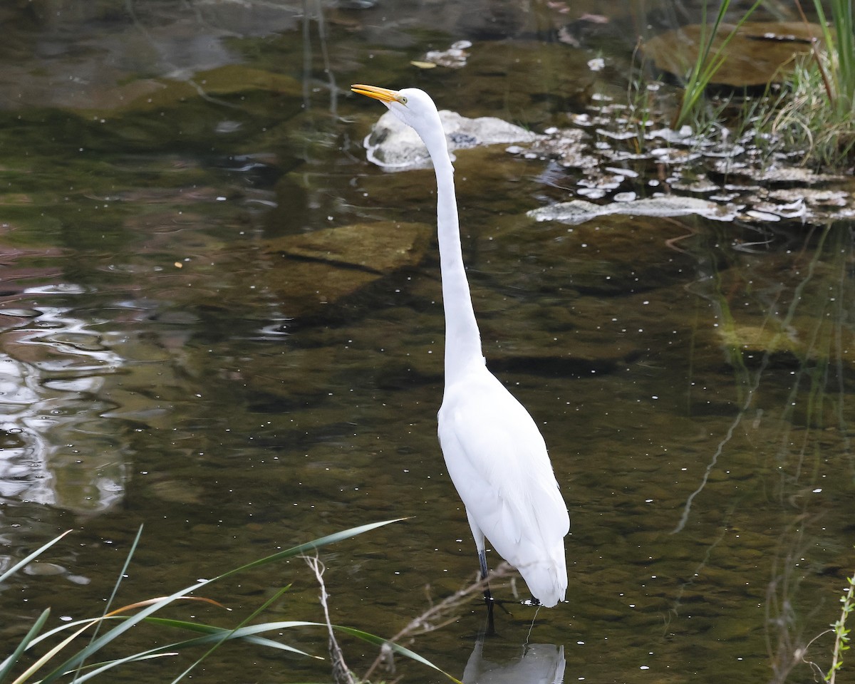 Koartza zuria - ML646384082