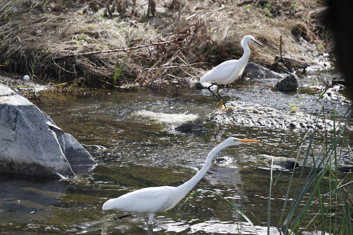 Koartza zuria - ML646384083