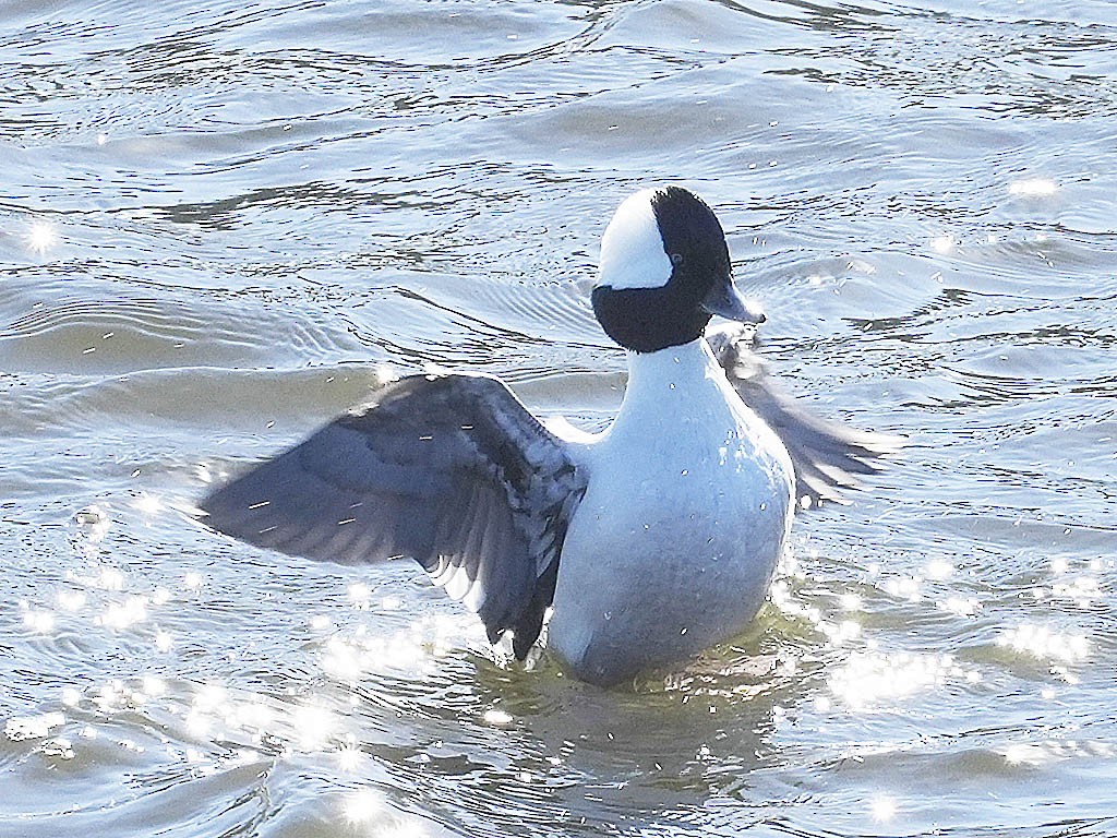 Porrón Albeola - ML646384089