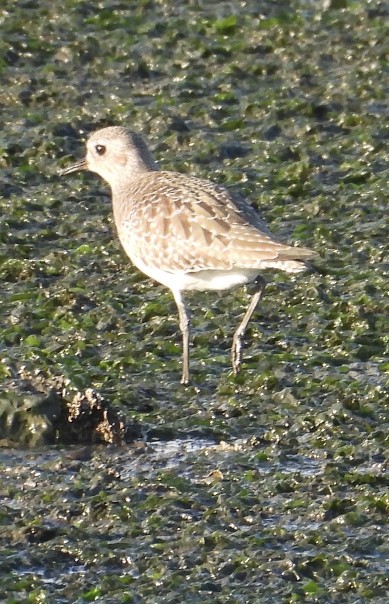 plover sp. - ML646384090