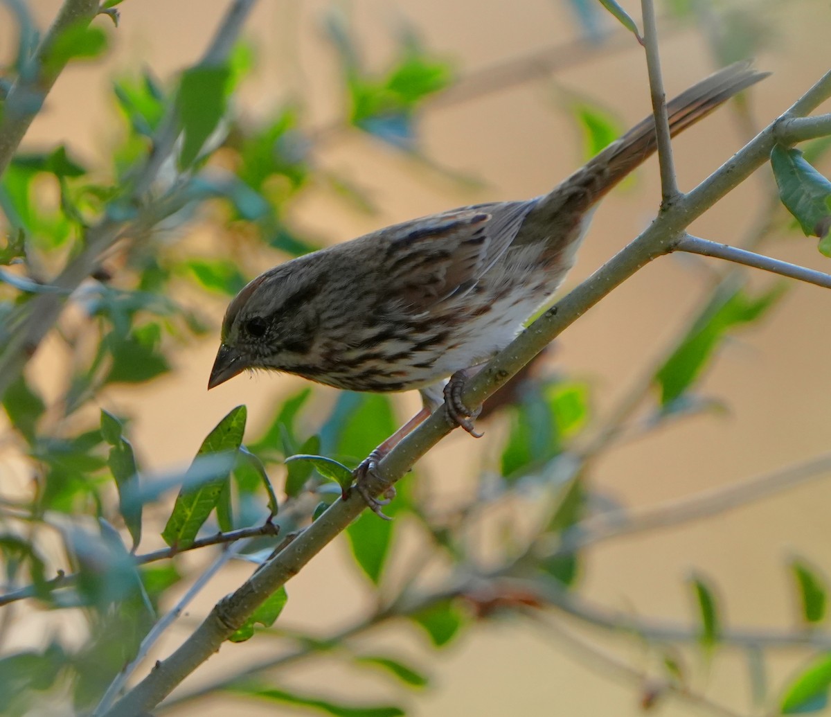 Song Sparrow - ML646384091
