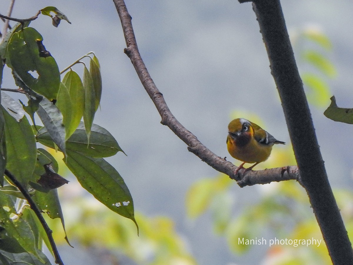 Black-eared Shrike-Babbler - ML646384093