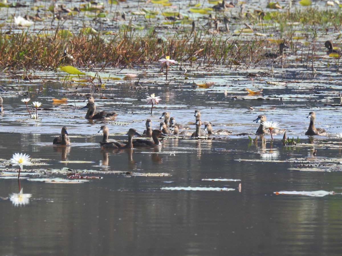 Lesser Whistling-Duck - ML646384094