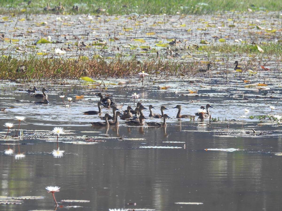 Lesser Whistling-Duck - ML646384095