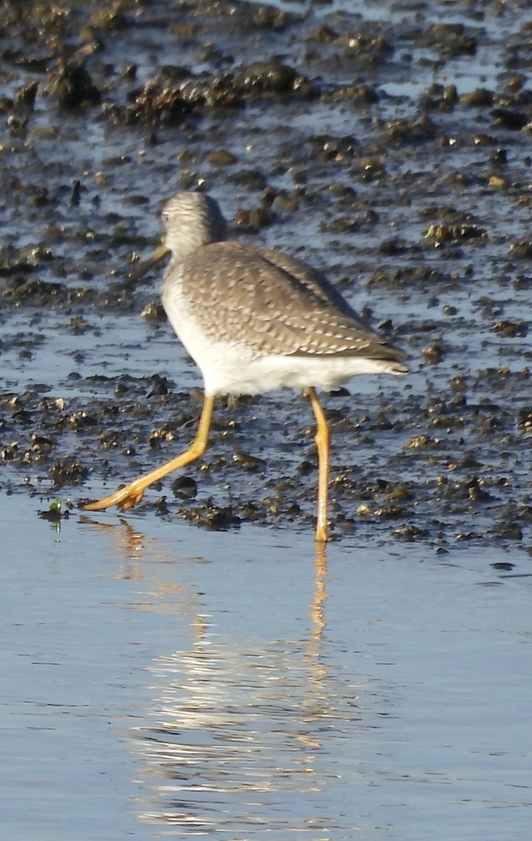 Greater Yellowlegs - ML646384096