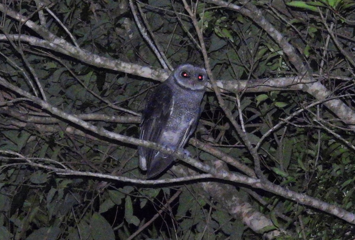Sooty Owl - ML646384100