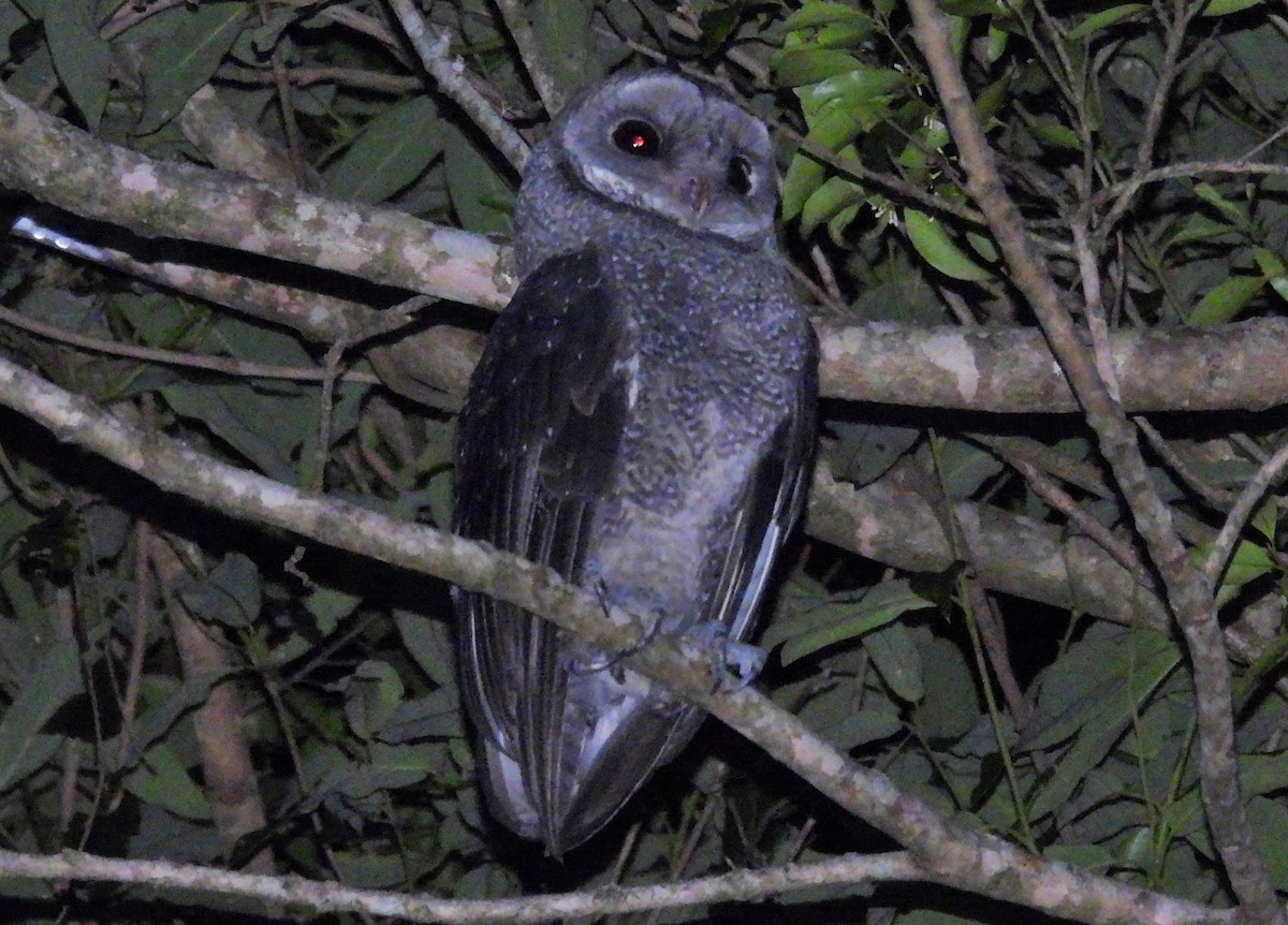 Sooty Owl - ML646384101