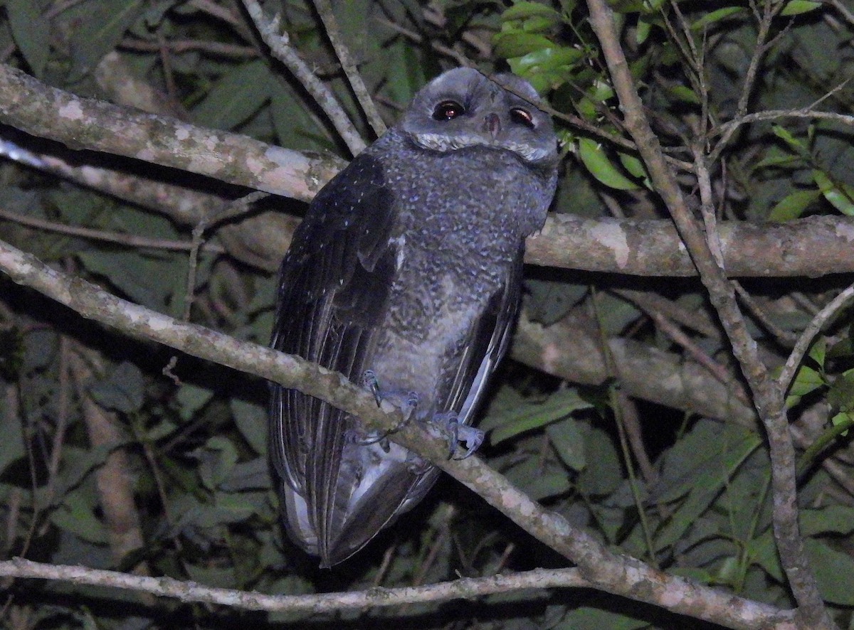 Sooty Owl - ML646384102