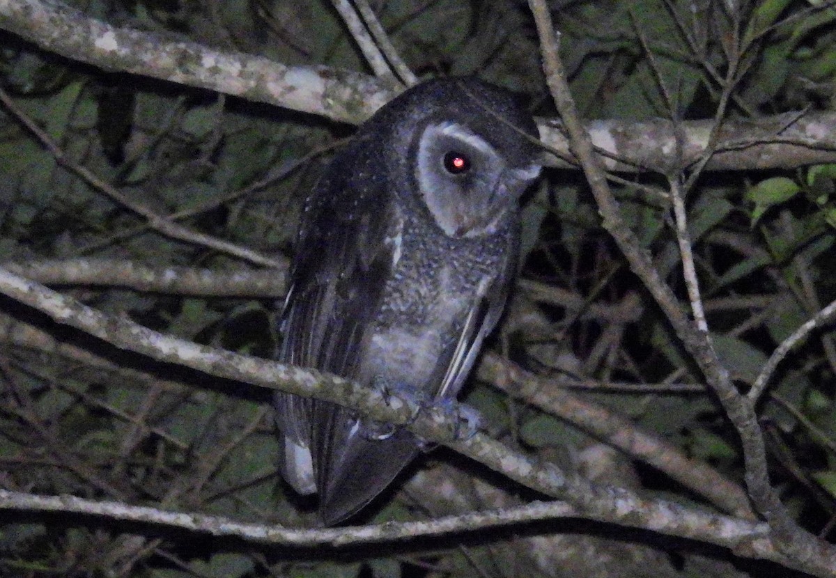 Sooty Owl - ML646384103