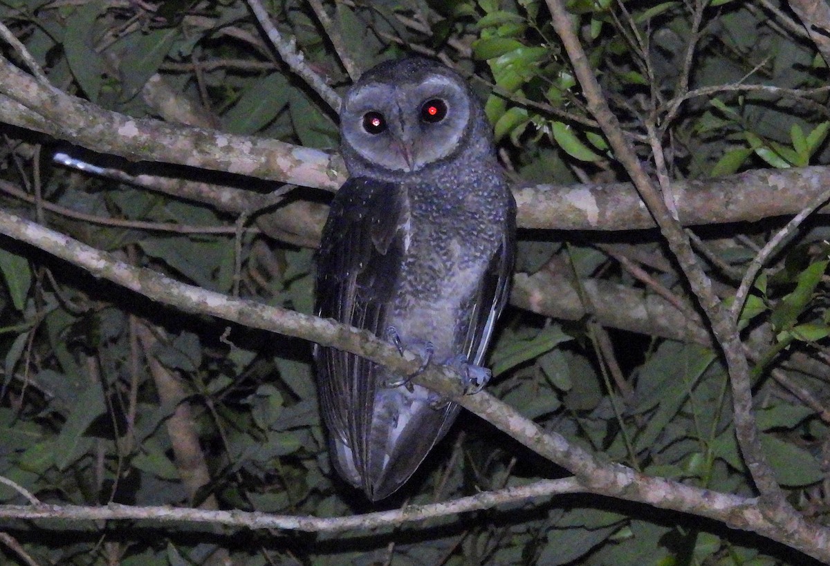 Sooty Owl - ML646384104