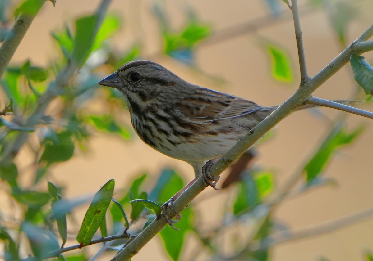 Song Sparrow - ML646384105