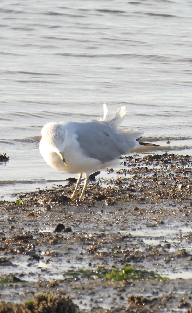 Ring-billed Gull - ML646384106
