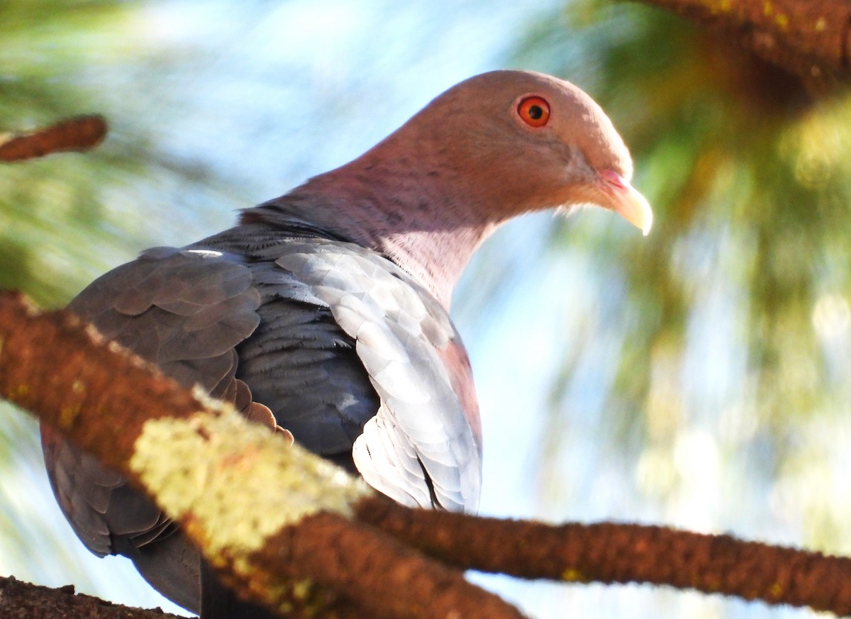 Red-billed Pigeon - ML646384107