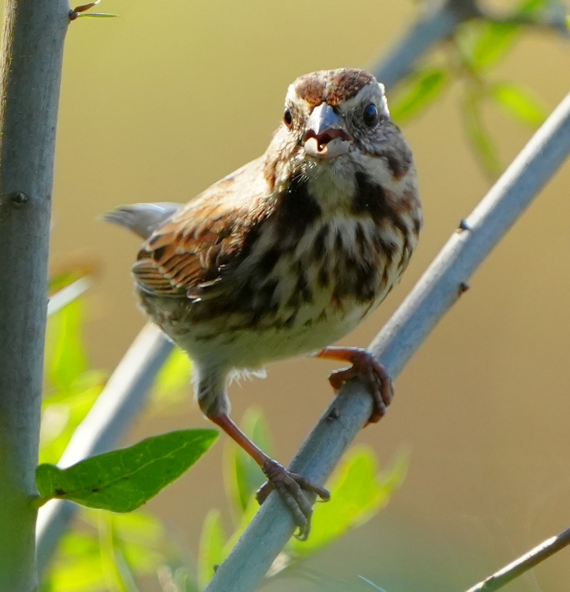 Song Sparrow - ML646384108