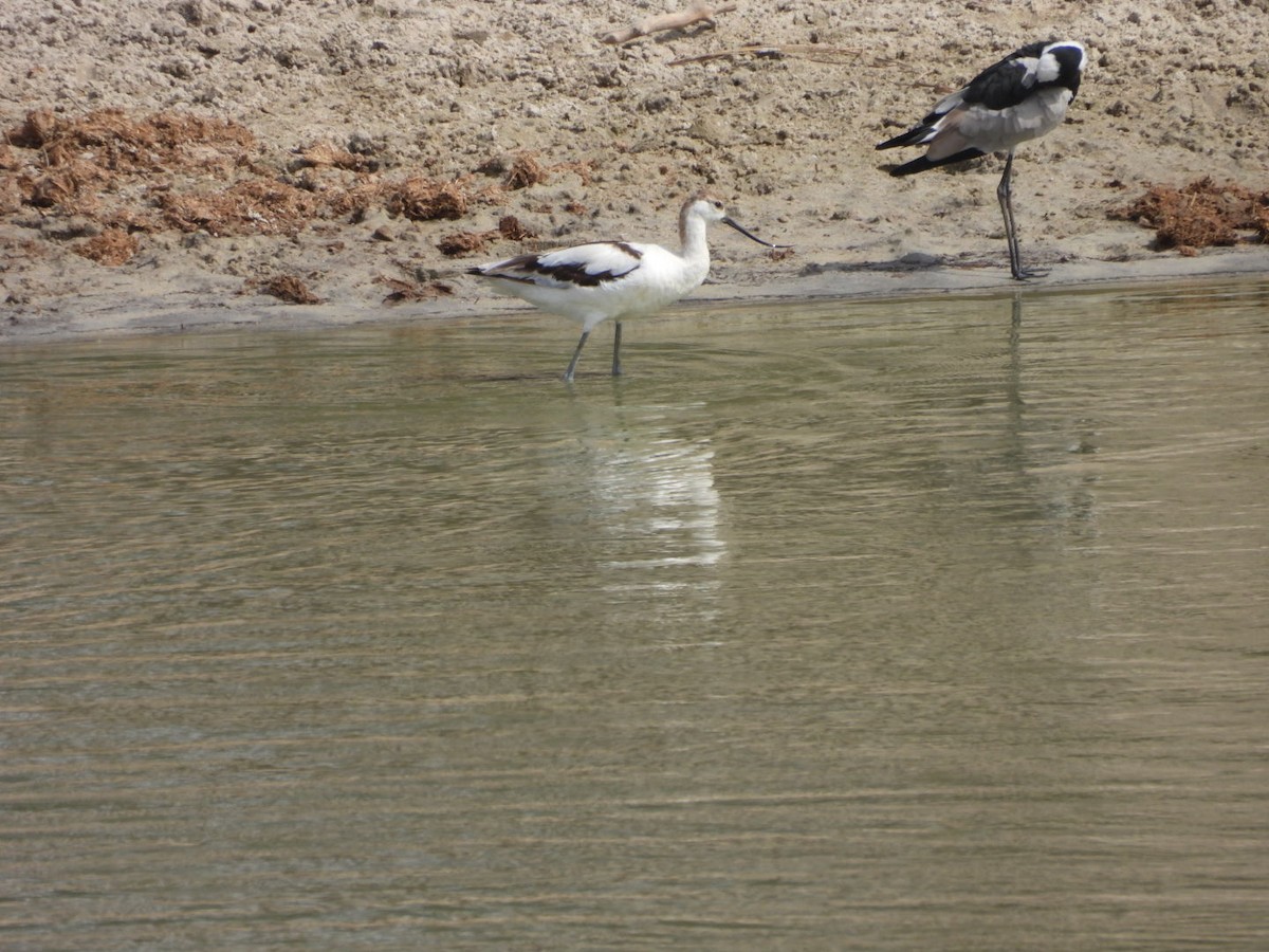 Pied Avocet - ML646384109