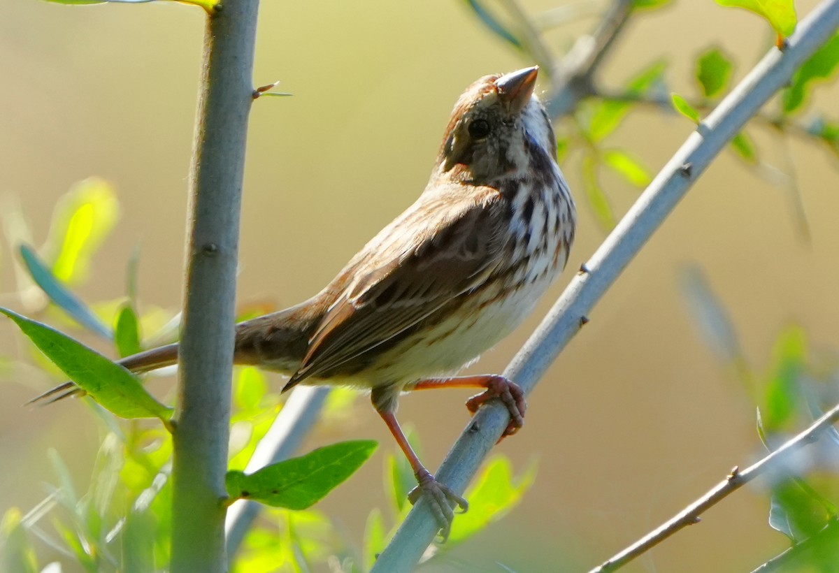 Song Sparrow - ML646384110