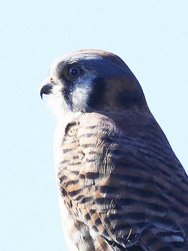 American Kestrel - ML646384112