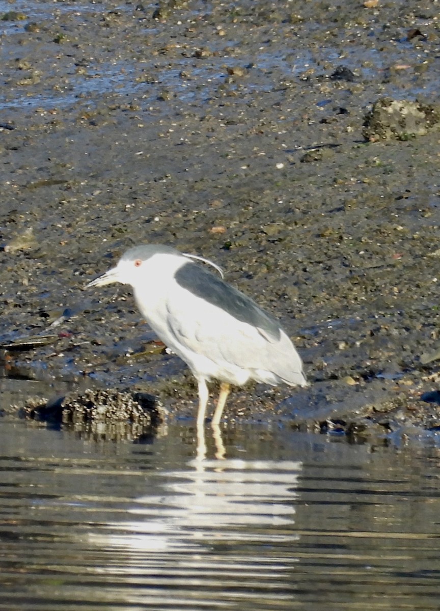 Black-crowned Night Heron - ML646384113