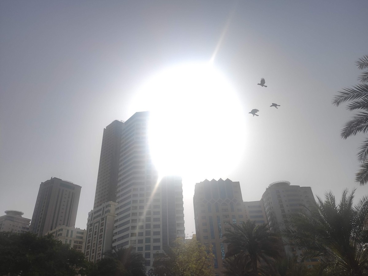 House Crow - ML646384114