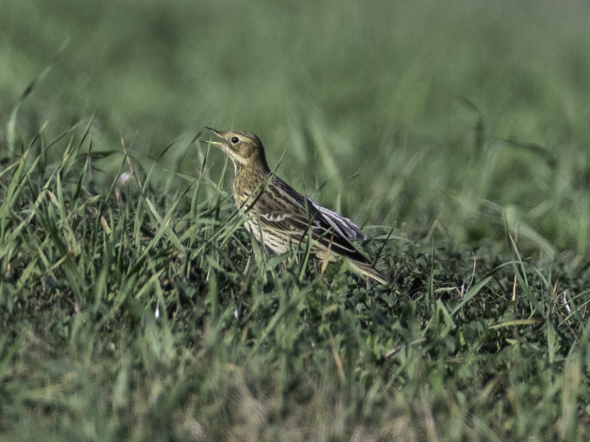 Red-throated Pipit - ML646384115