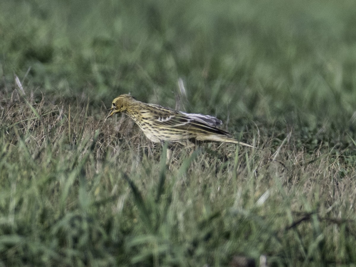 Red-throated Pipit - ML646384116