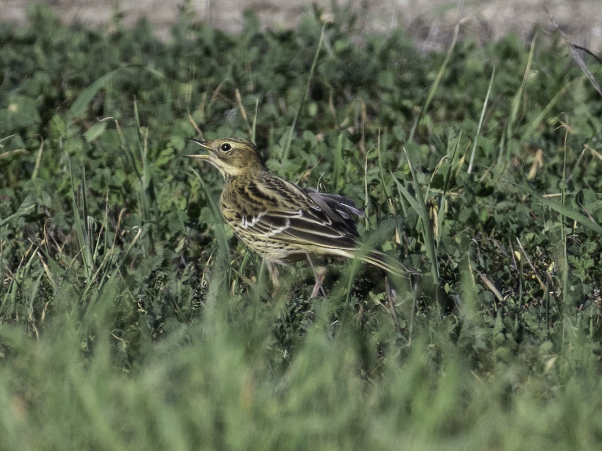 Red-throated Pipit - ML646384117