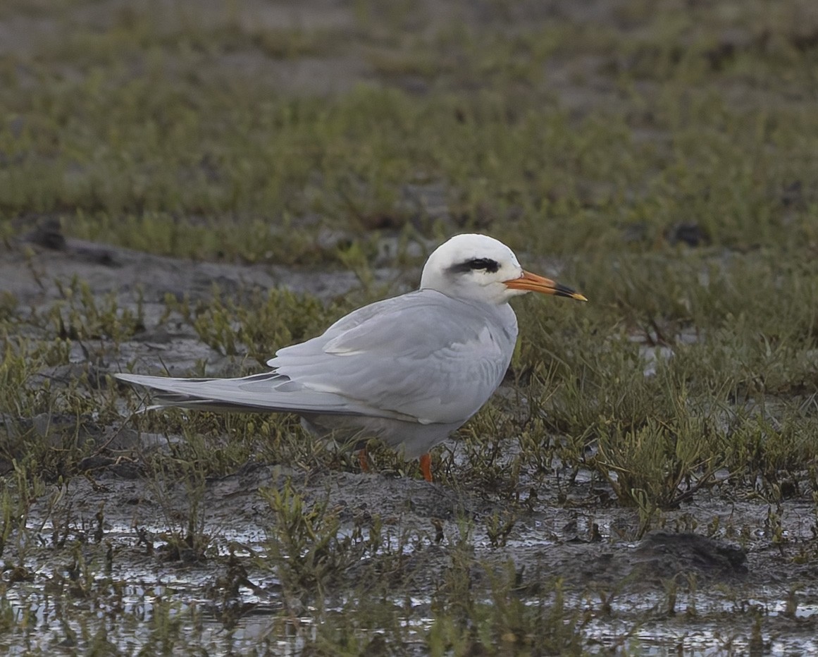 Snowy-crowned Tern - ML646384118