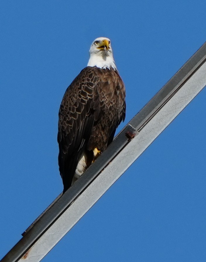 Bald Eagle - ML646384119