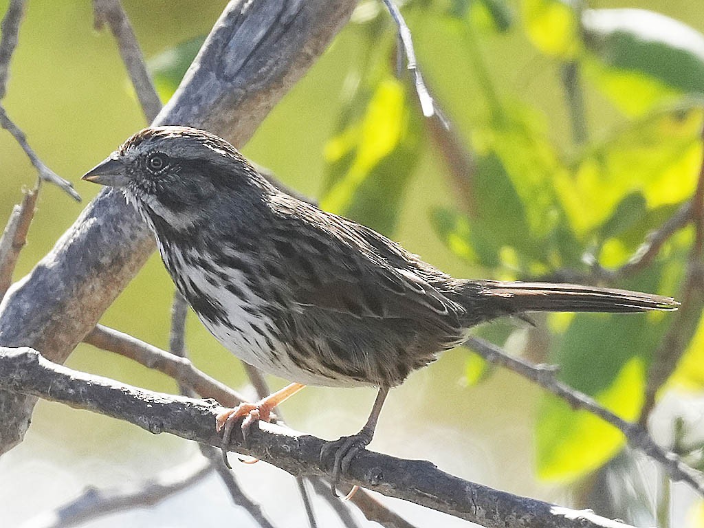 Song Sparrow - ML646384120