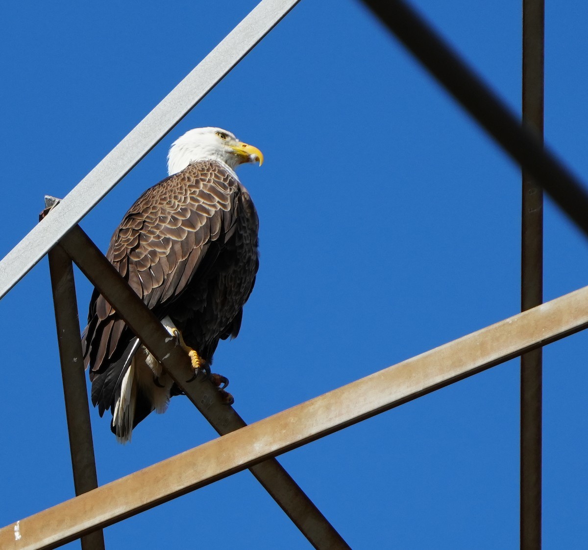 Bald Eagle - ML646384122