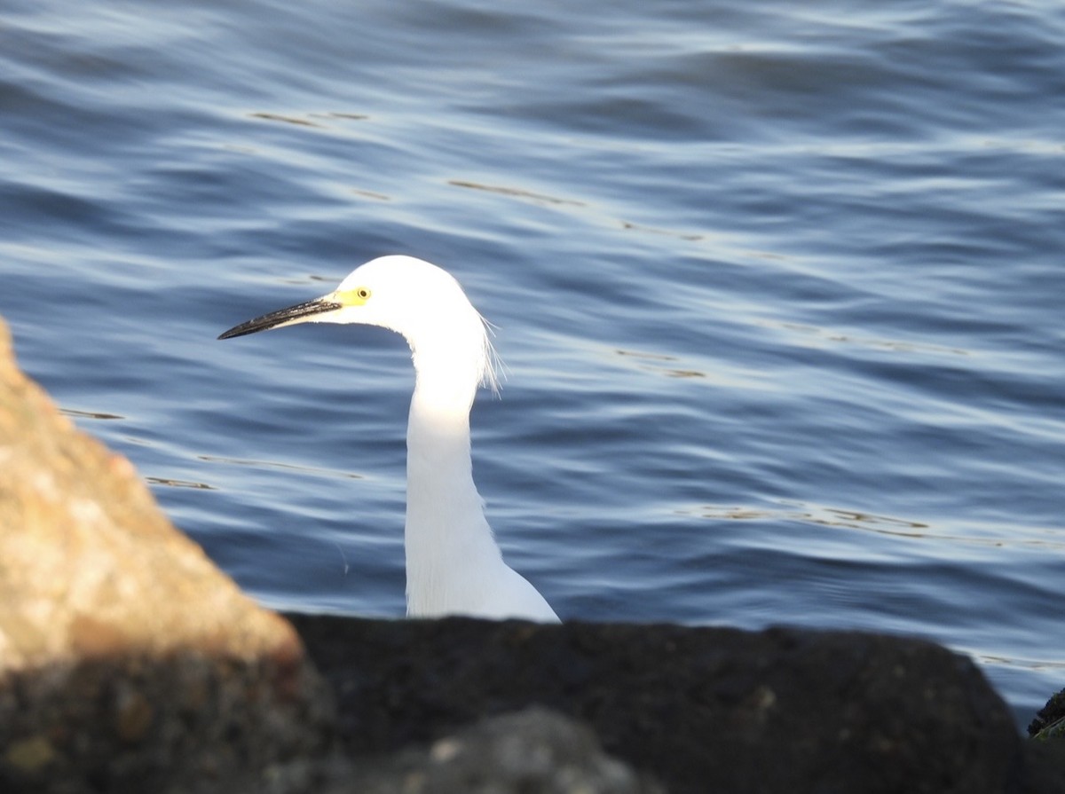 Snowy Egret - ML646384123
