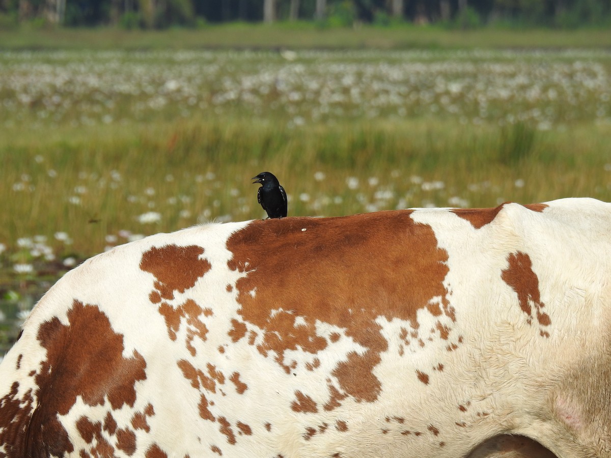 Black Drongo - ML646384125