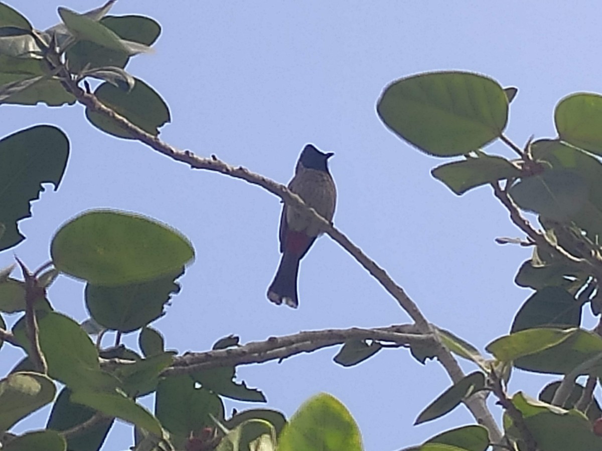Red-vented Bulbul - ML646384127