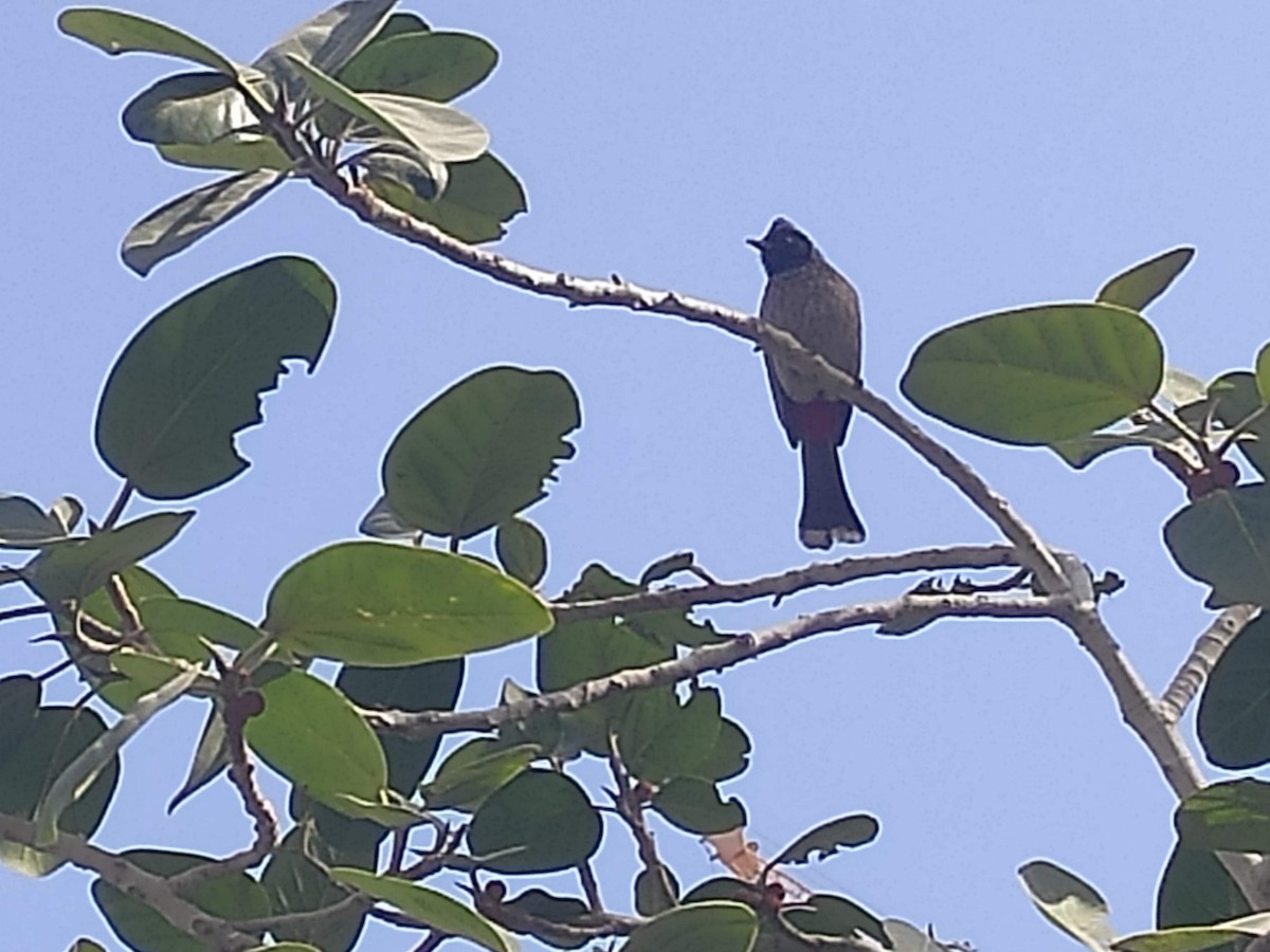 Red-vented Bulbul - ML646384128