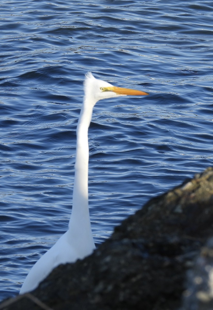 Great Egret - ML646384129