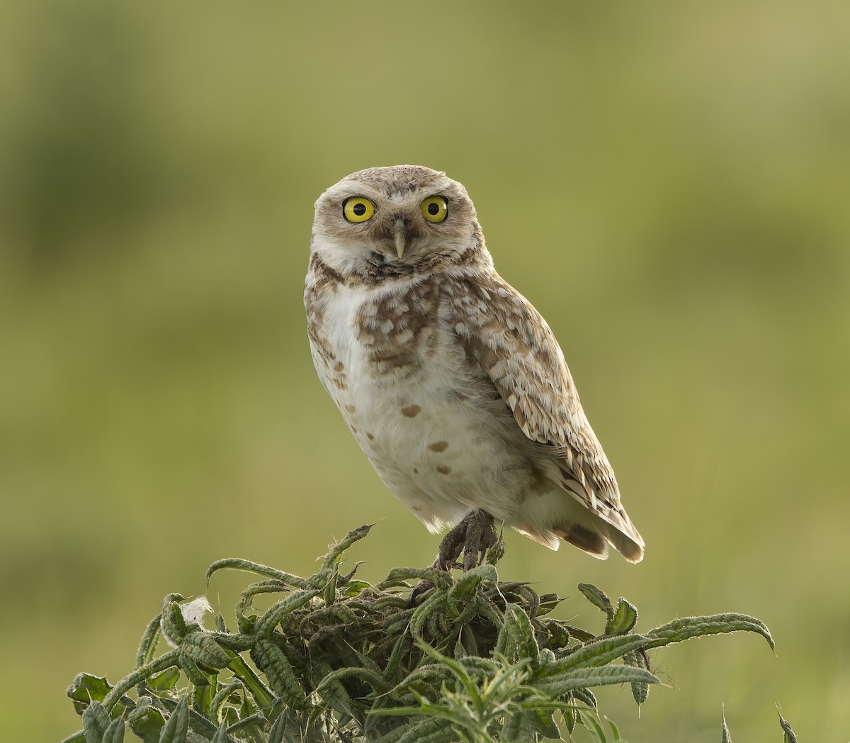 Burrowing Owl - ML646384130
