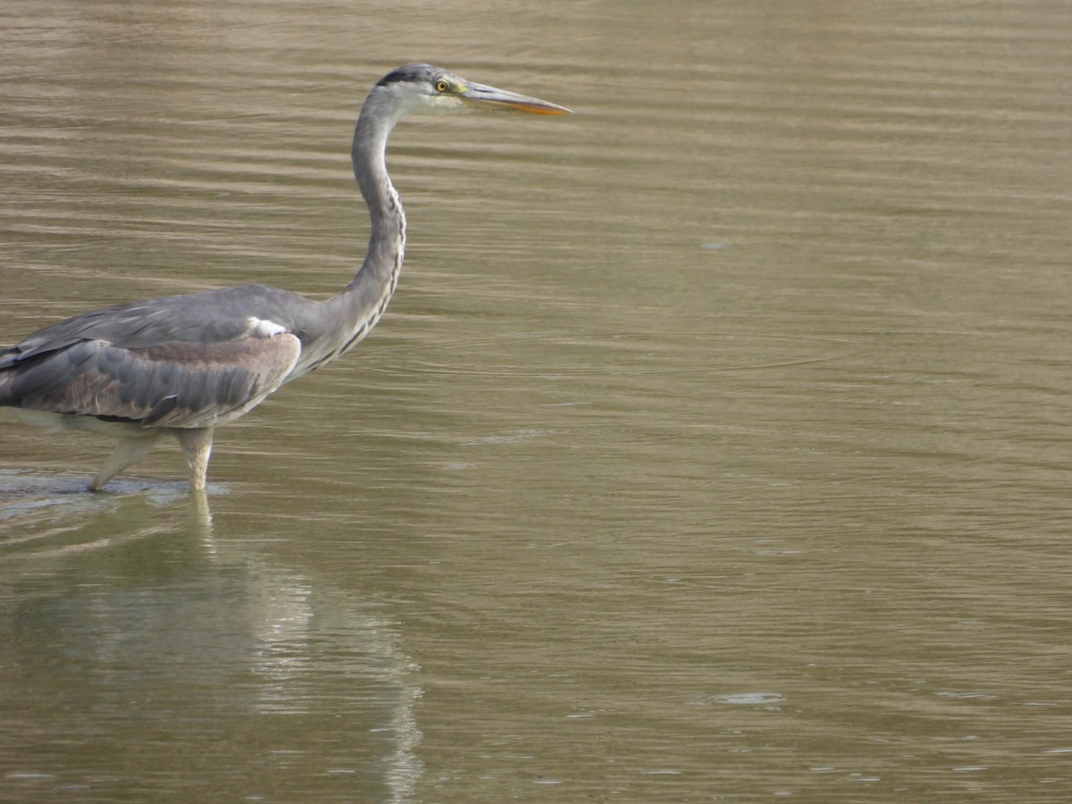 Gray Heron - ML646384132