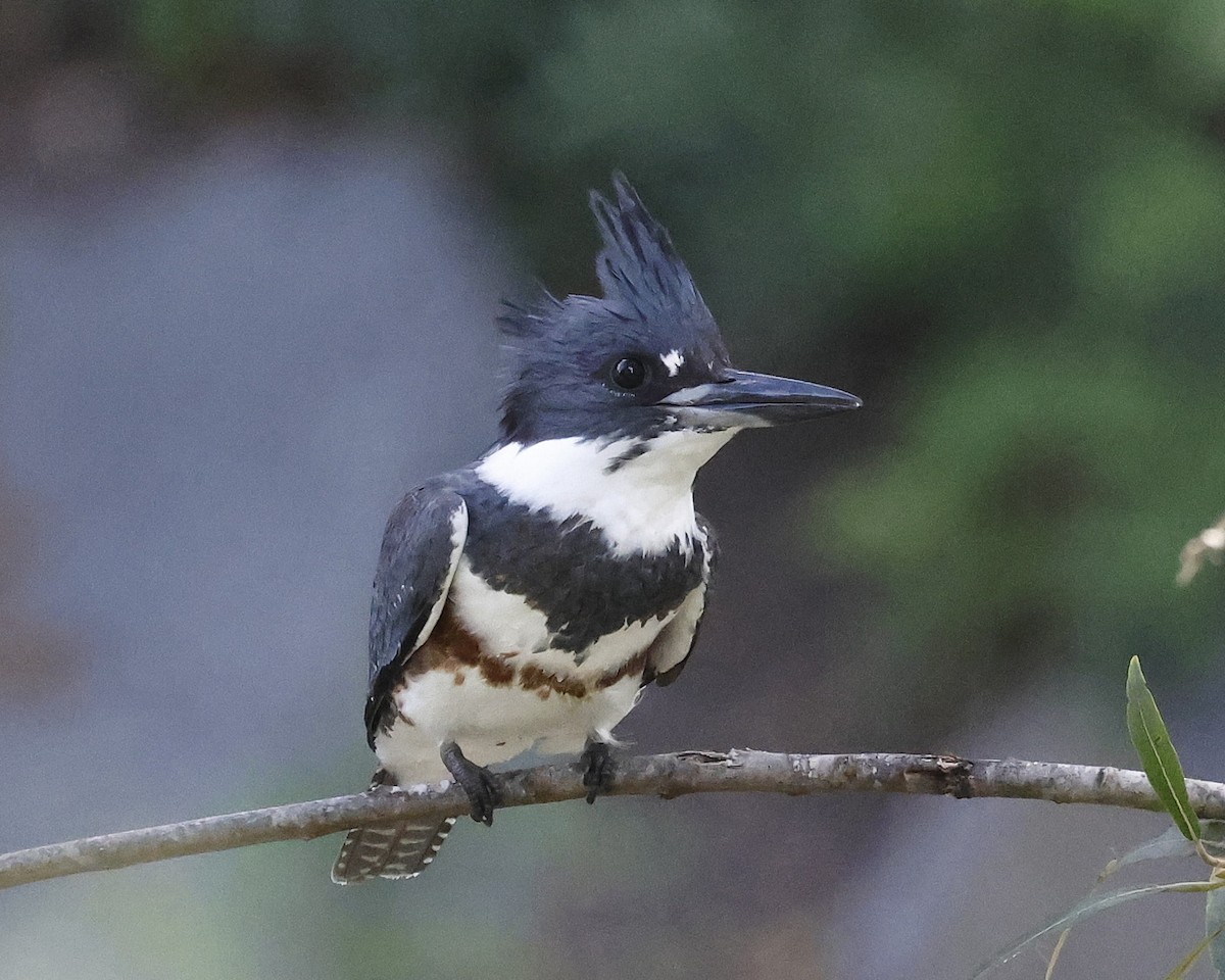 Martin handi iparramerikarra - ML646384133